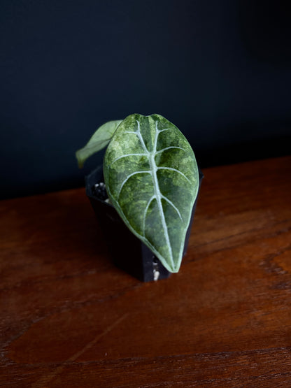 Alocasia Watsoniana doff albo/pink variegated | 5 cm pot