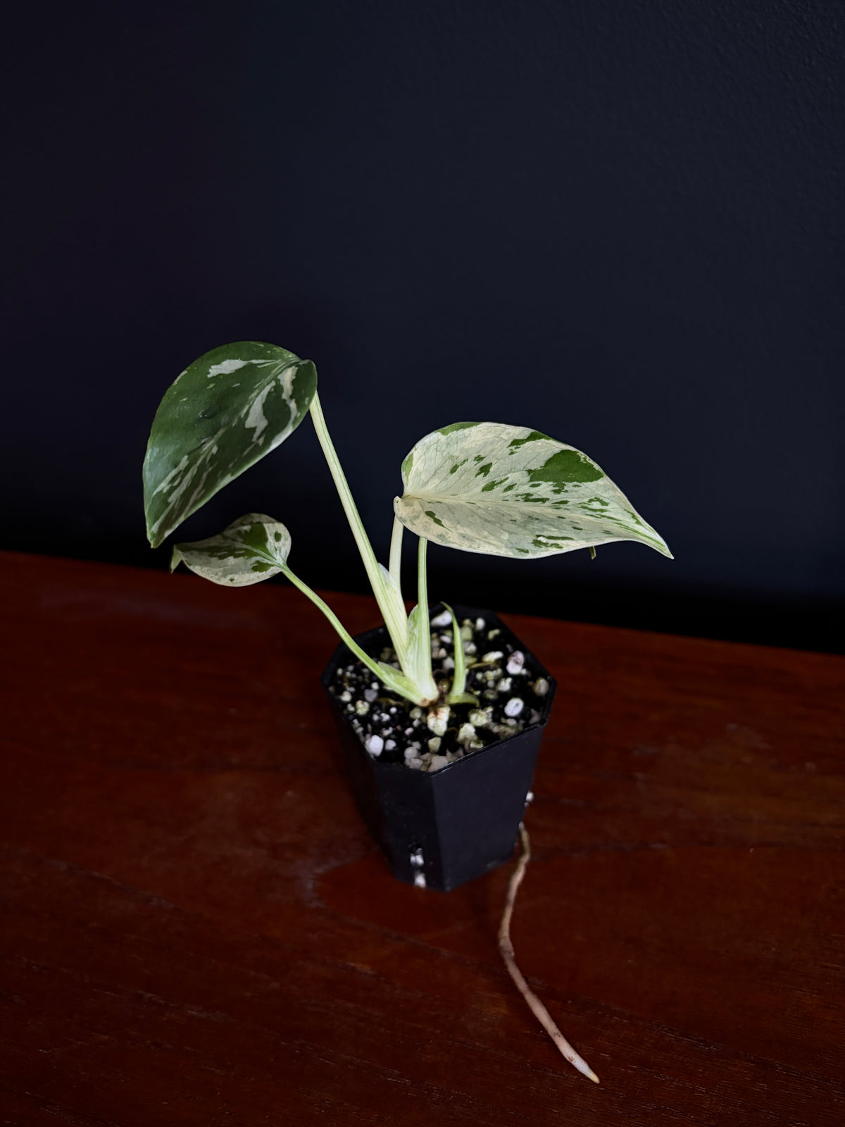 Monstera Deliciosa Bulbasaur | 5 cm pot