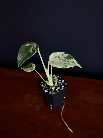Monstera Deliciosa Bulbasaur | 5 cm pot