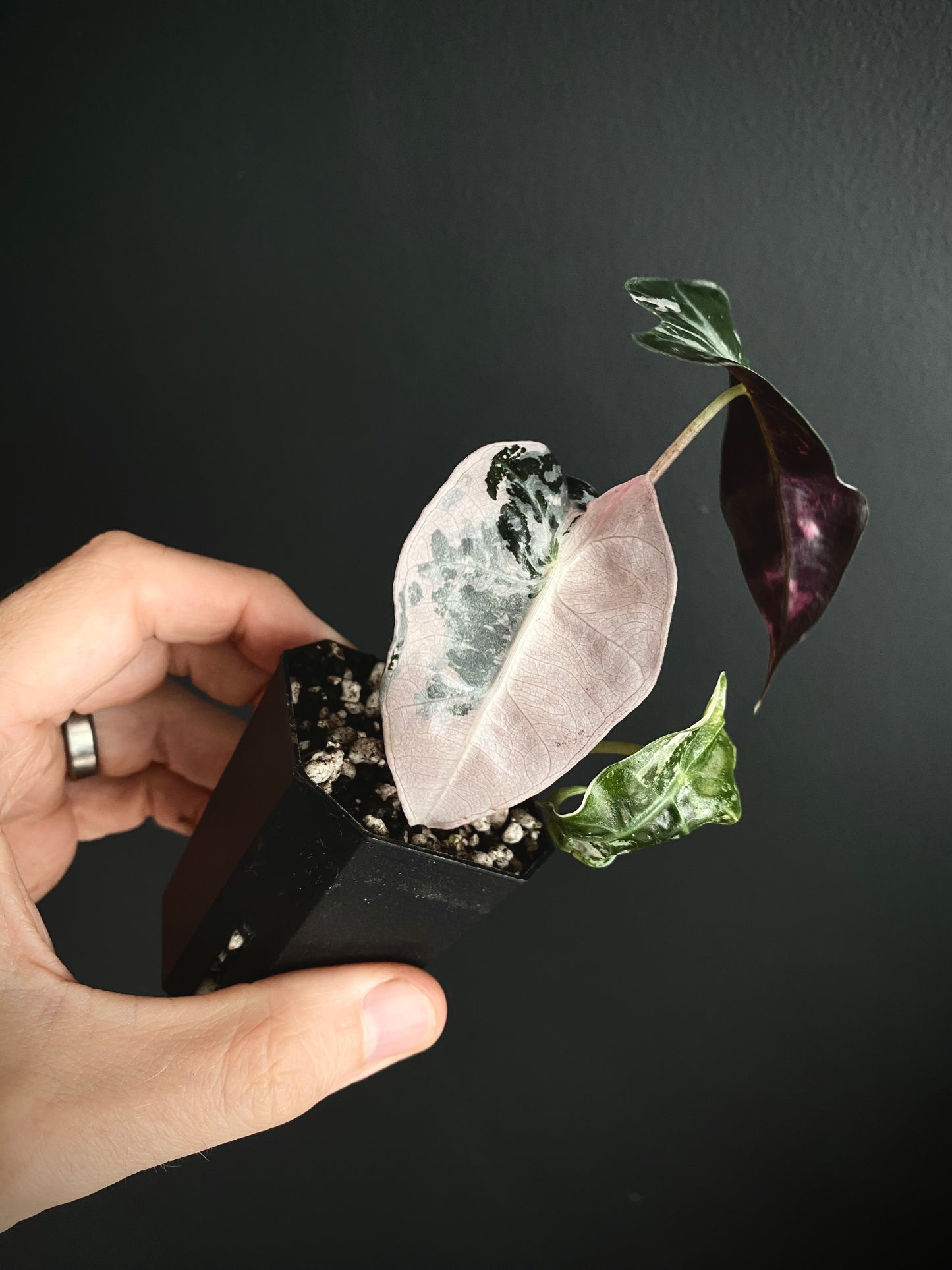 Alocasia Polly Pink variegated | 5 cm pot [B]