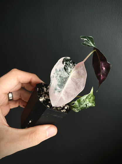 Alocasia Polly Pink variegated | 5 cm pot [B]
