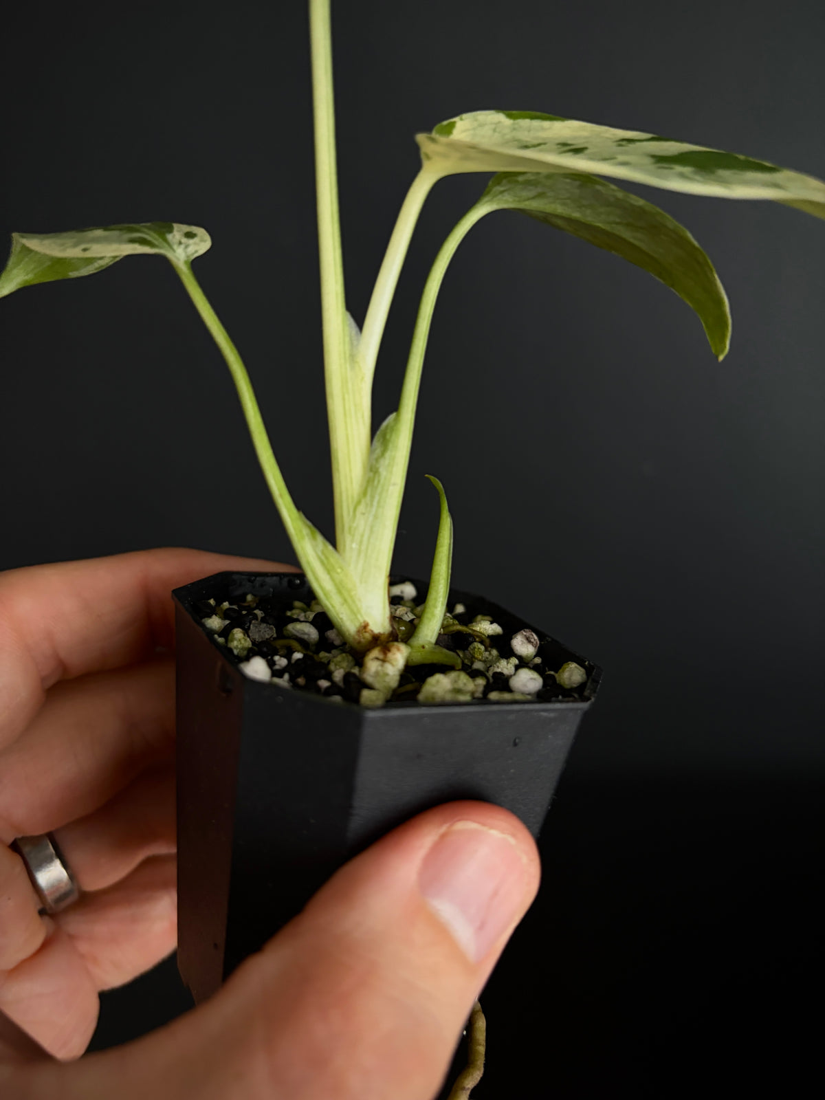 Monstera Deliciosa Bulbasaur | 5 cm pot