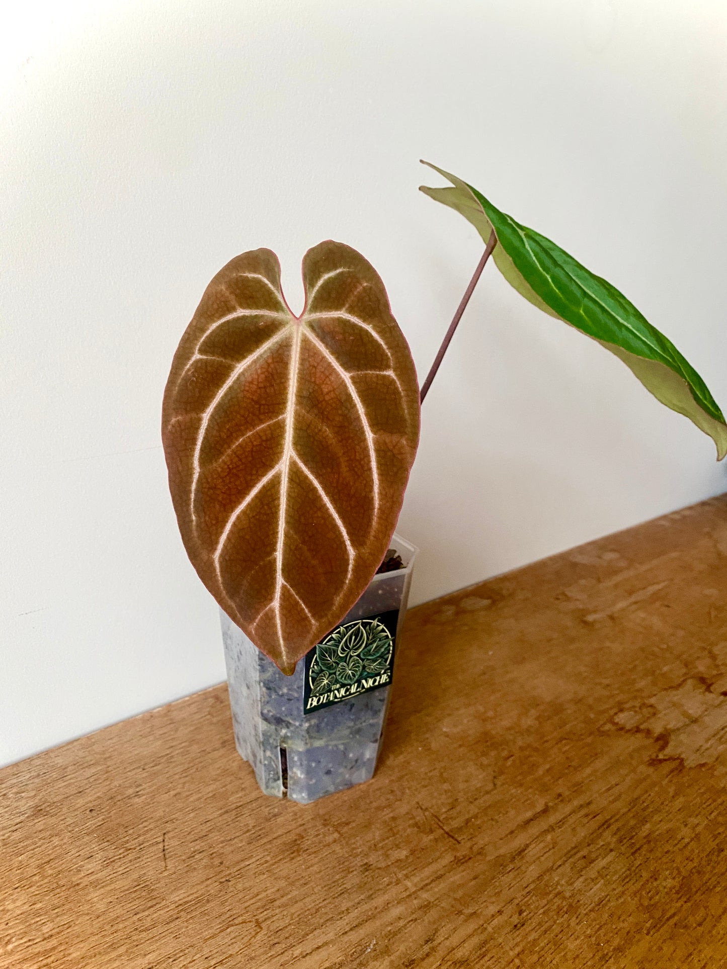 Anthurium Besseae X Magnificum | 9 cm pot