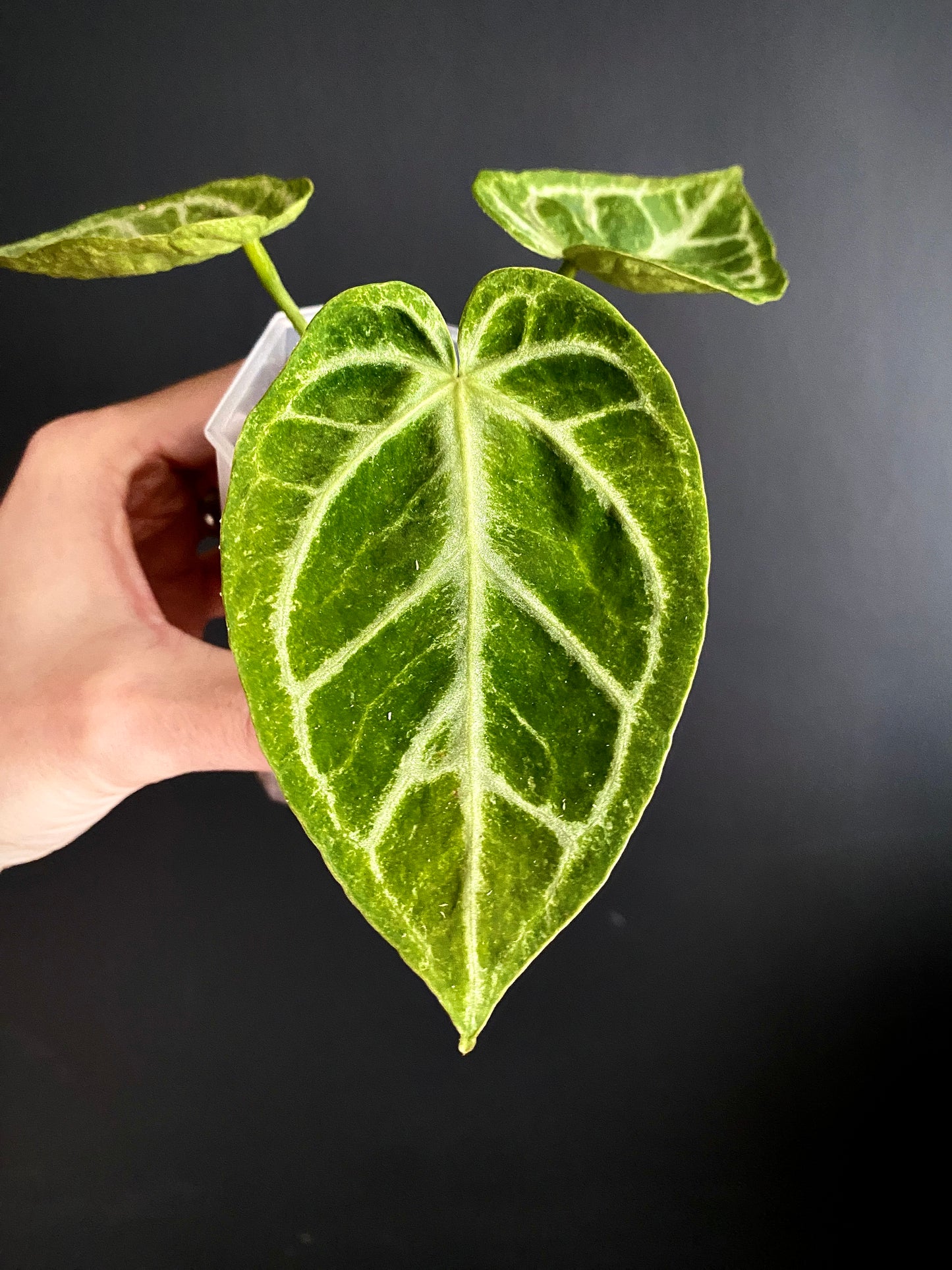 Anthurium Dorayaki X Silver Blush mint | 7 cm pot