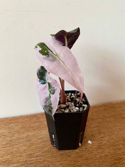 Alocasia Polly Pink variegated | 5 cm pot [C]