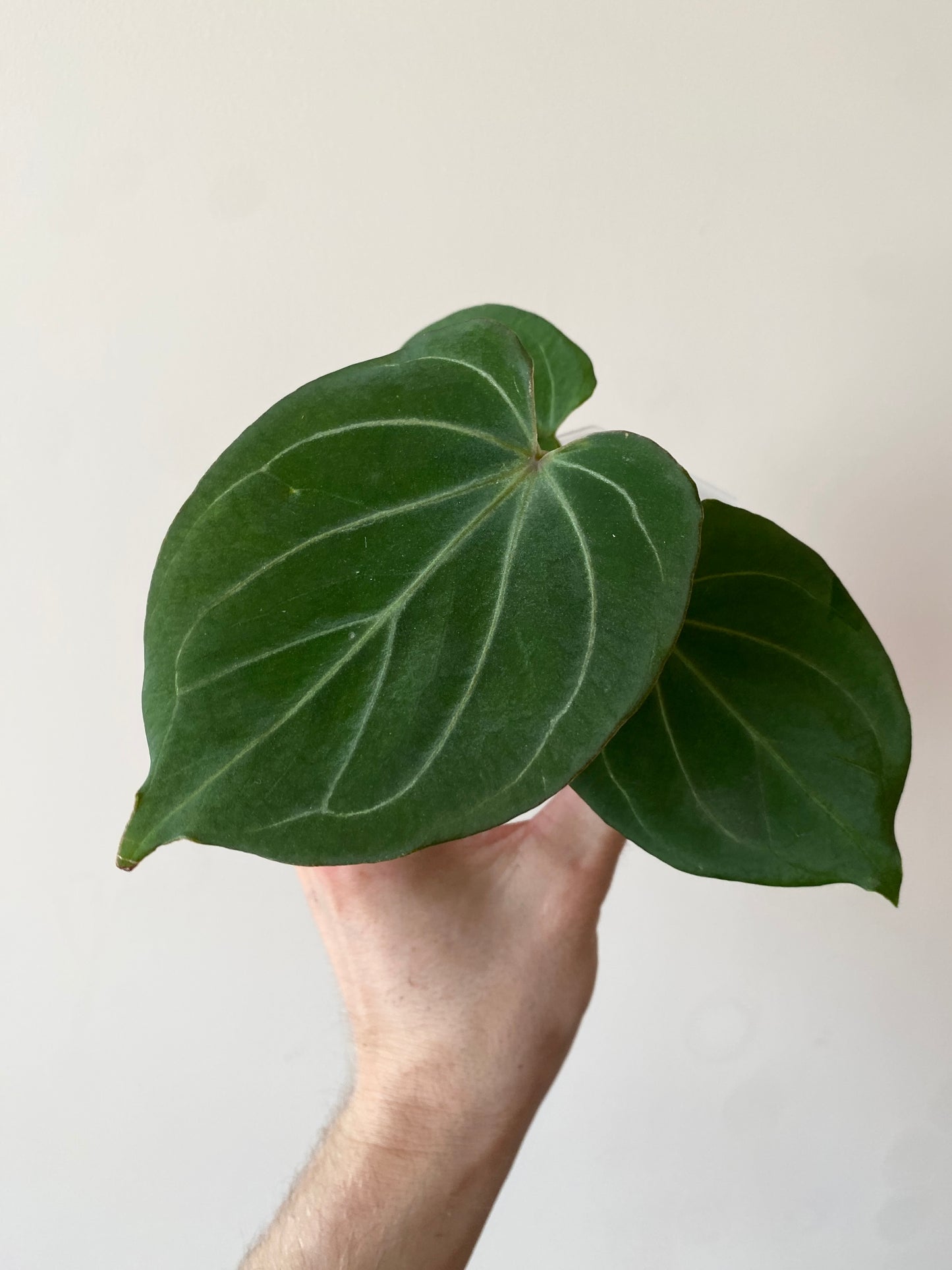 Anthurium King of Spades (KOS/HU) | 7 cm pot [B]