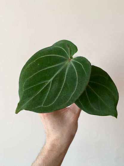 Anthurium King of Spades (KOS/HU) | 7 cm pot [B]