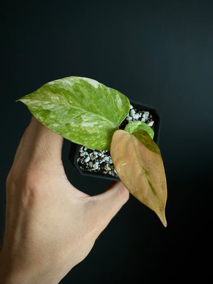 Anthurium Ace of Spaces var X Portillae clone | 7 cm pot [clone B]