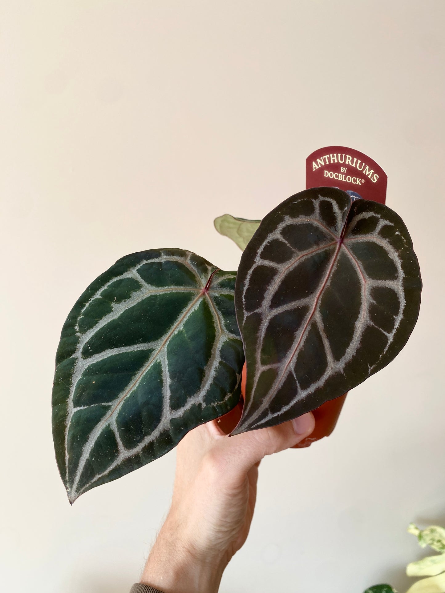 Anthurium DocBlock Michelle | 9 cm pot [A]
