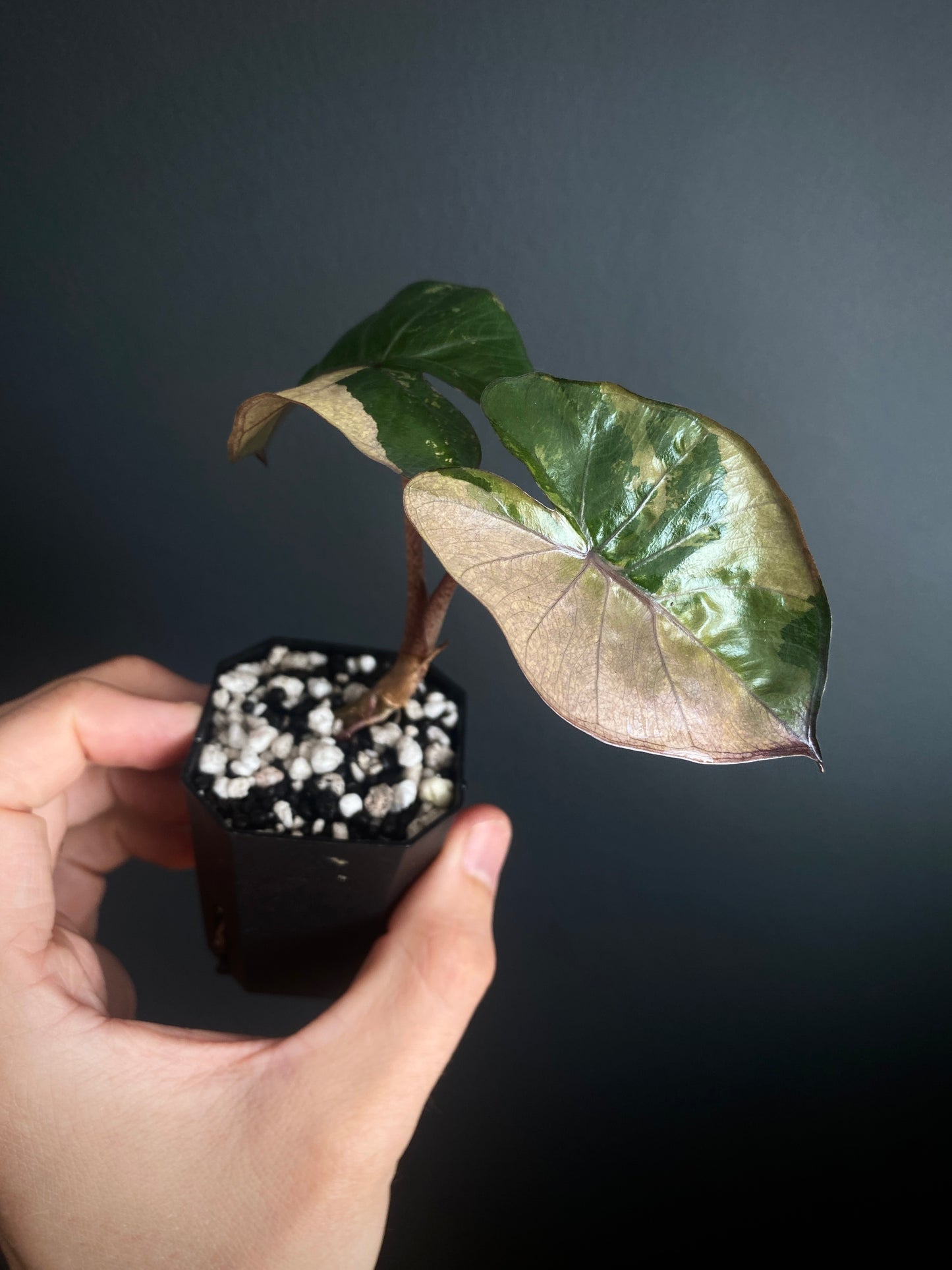 Alocasia Yucatan Princess variegated | 5 cm pot [C]