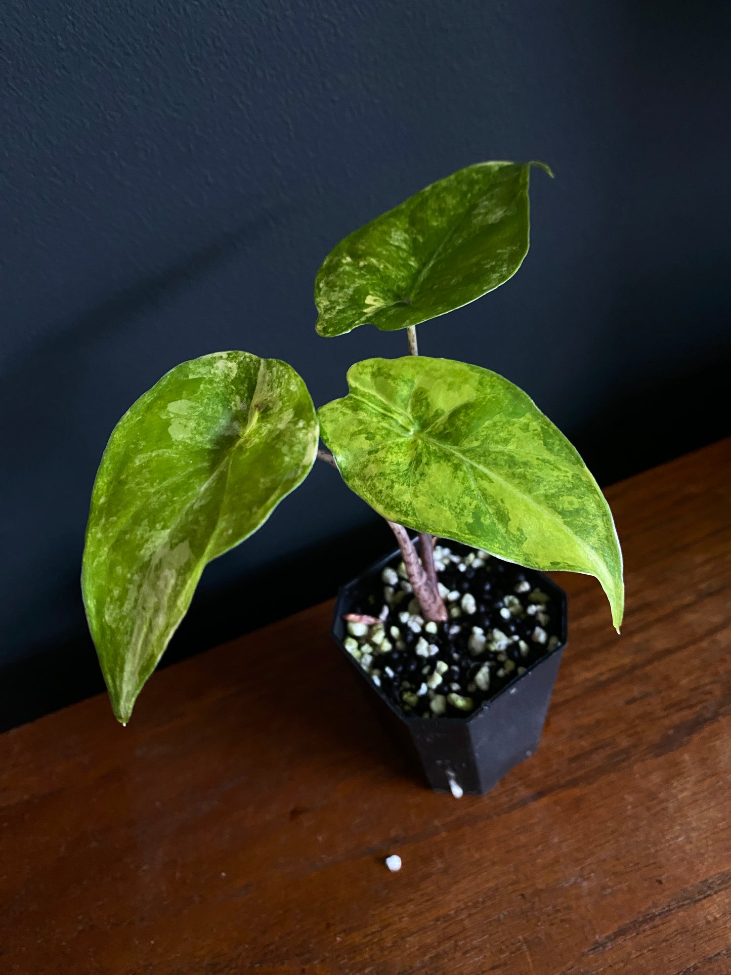 Alocasia Calidora aurea X Infernalis variegated hybrid | 5 cm pot