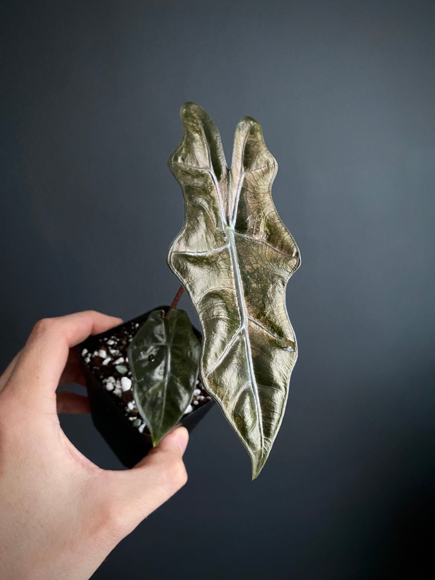 Alocasia Pseudosanderiana Pink variegated | 7 cm pot