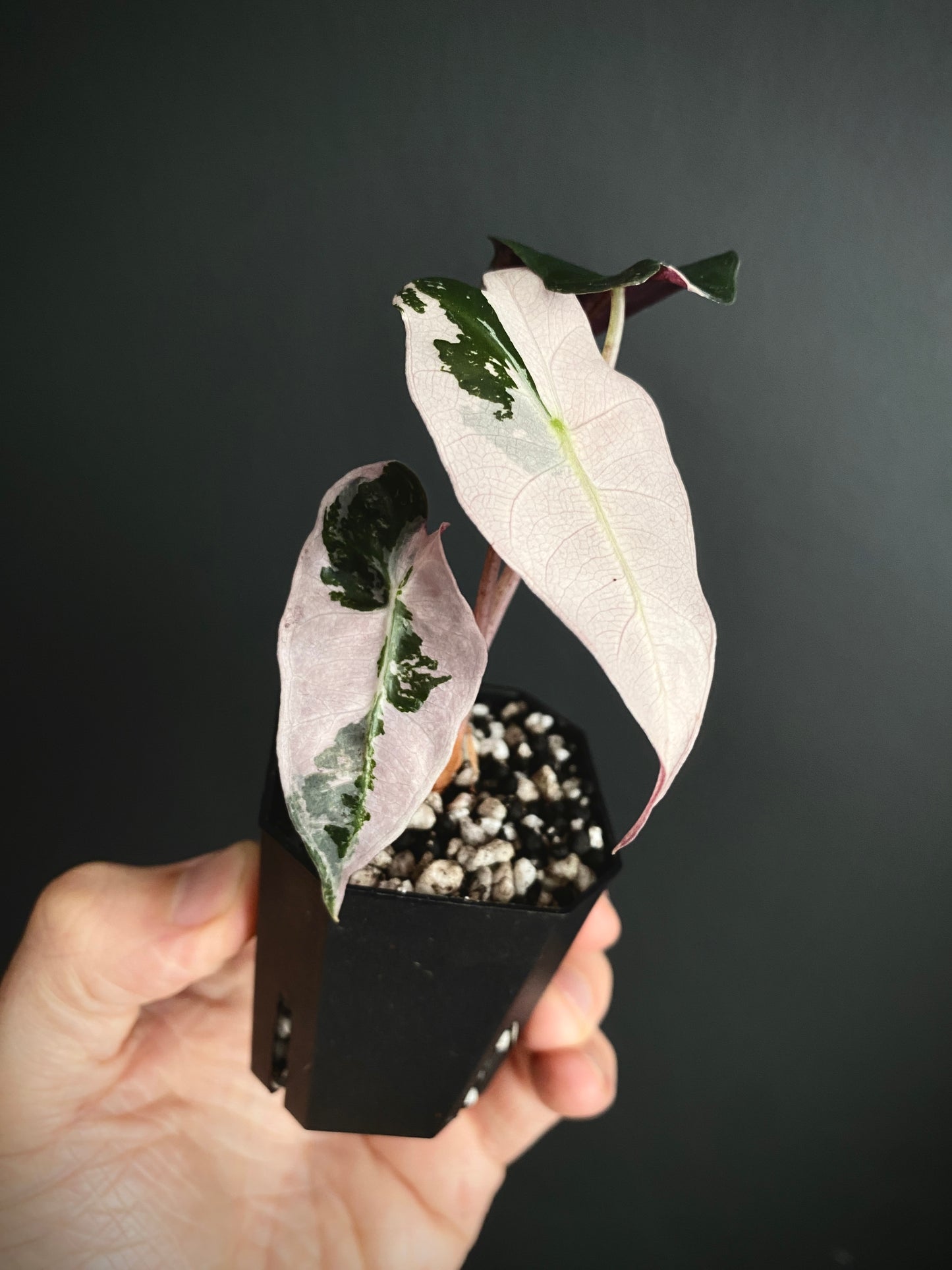 Alocasia Polly Pink variegated | 5 cm pot [C]