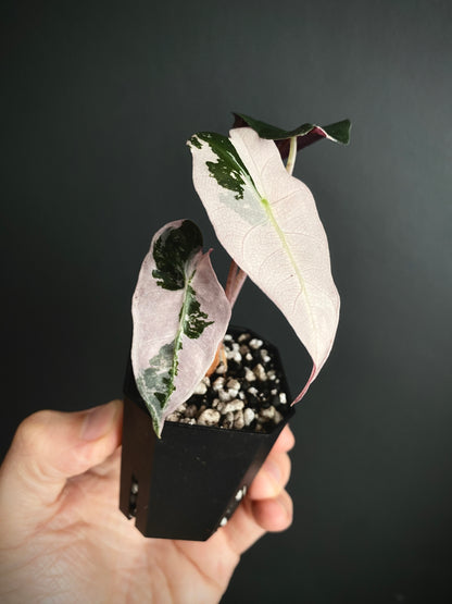 Alocasia Polly Pink variegated | 5 cm pot [C]