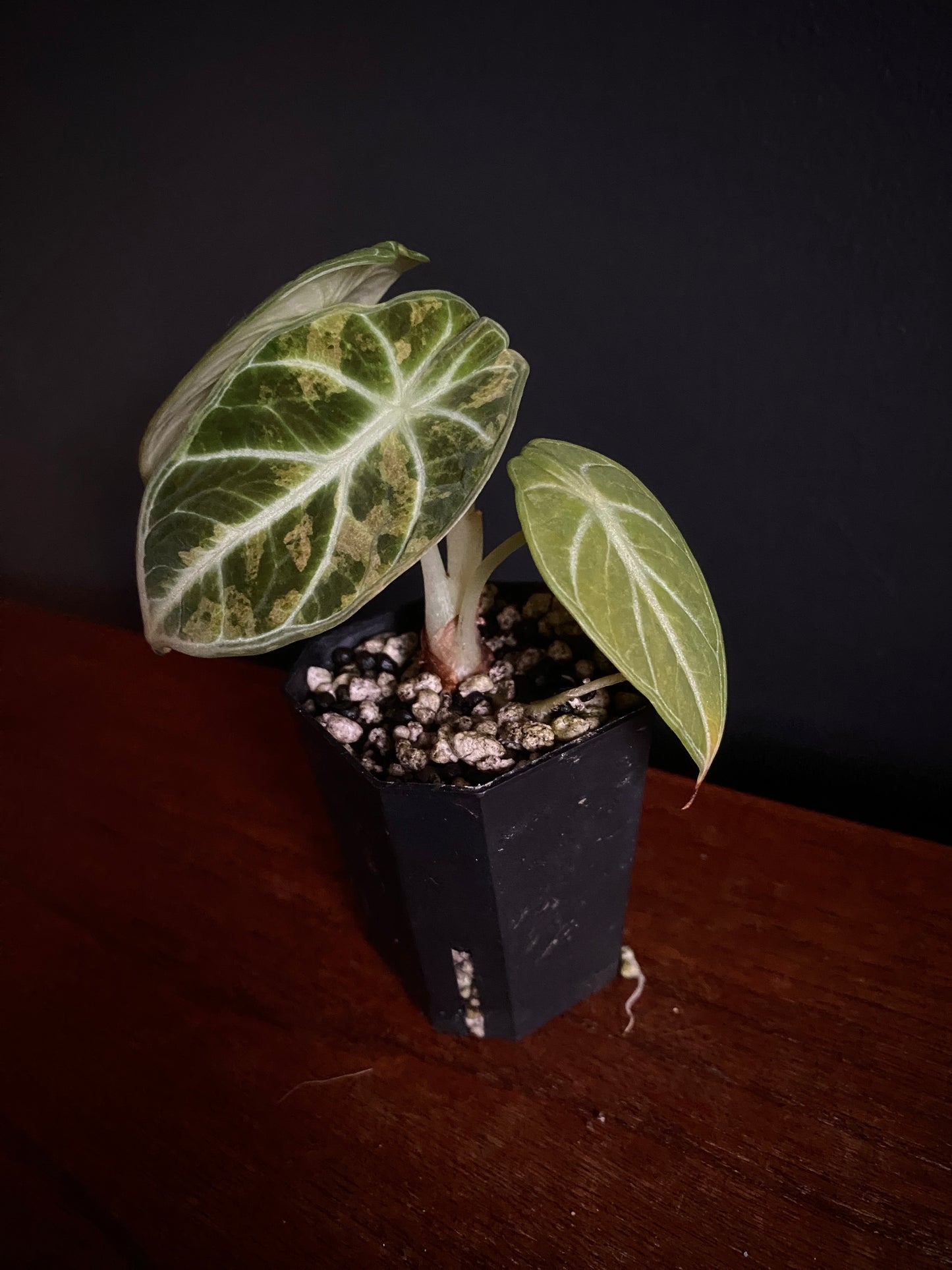 Alocasia Ninja Aurea splash | 5 cm pot
