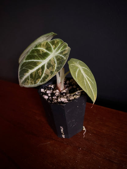 Alocasia Ninja Aurea splash | 5 cm pot
