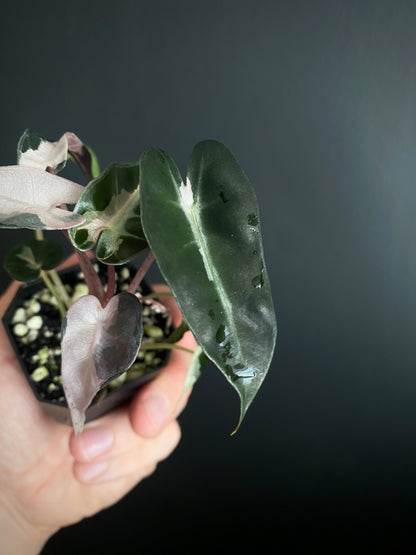 Alocasia Bambino Lava variegated | 5 cm pot