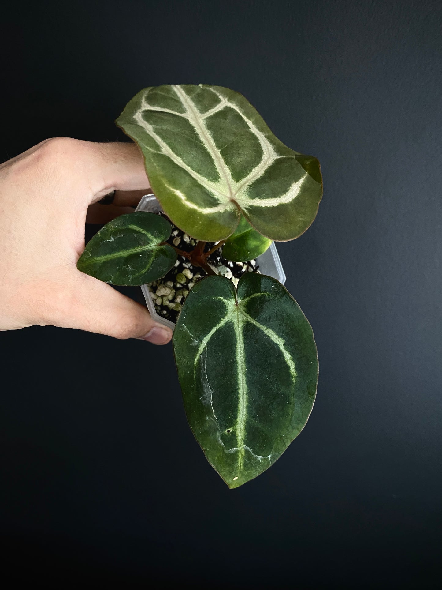 Anthurium Carlablackiae | 7 cm pot [C]