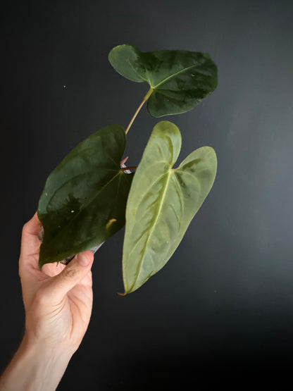 Anthurium Velvet Moira X Portillae | 7 cm pot
