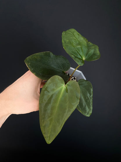 Anthurium Antolakii/BVEP (Scott x Tezula) | 7 cm pot