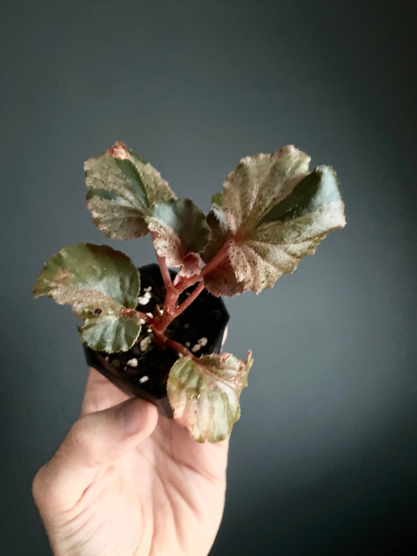 Begonia Cucullata Pink variegated | 5 cm pot [B]