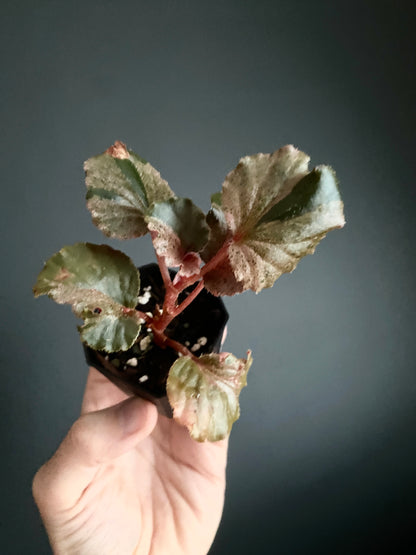 Begonia Cucullata Pink variegated | 5 cm pot [B]