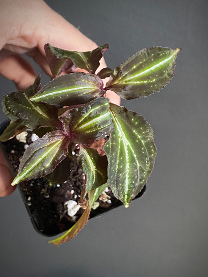 Sonerila sp. Borneoensis  | 6 cm pot [B]