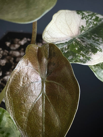 Alocasia Wentii albo/pink variegated | 5 cm pot [B]