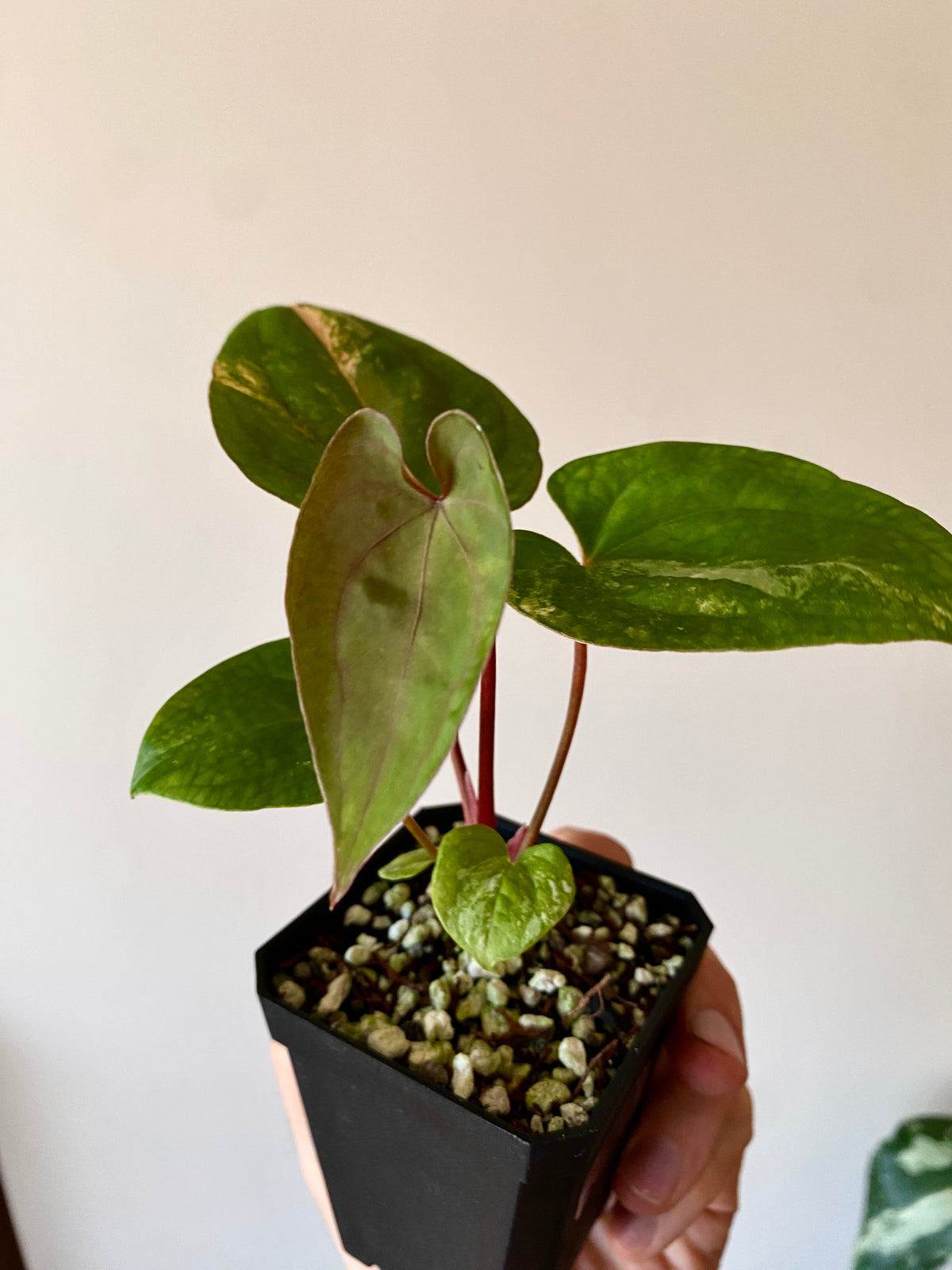 Anthurium Papillilaminum var X Guna Yala (S1) | 7 cm pot