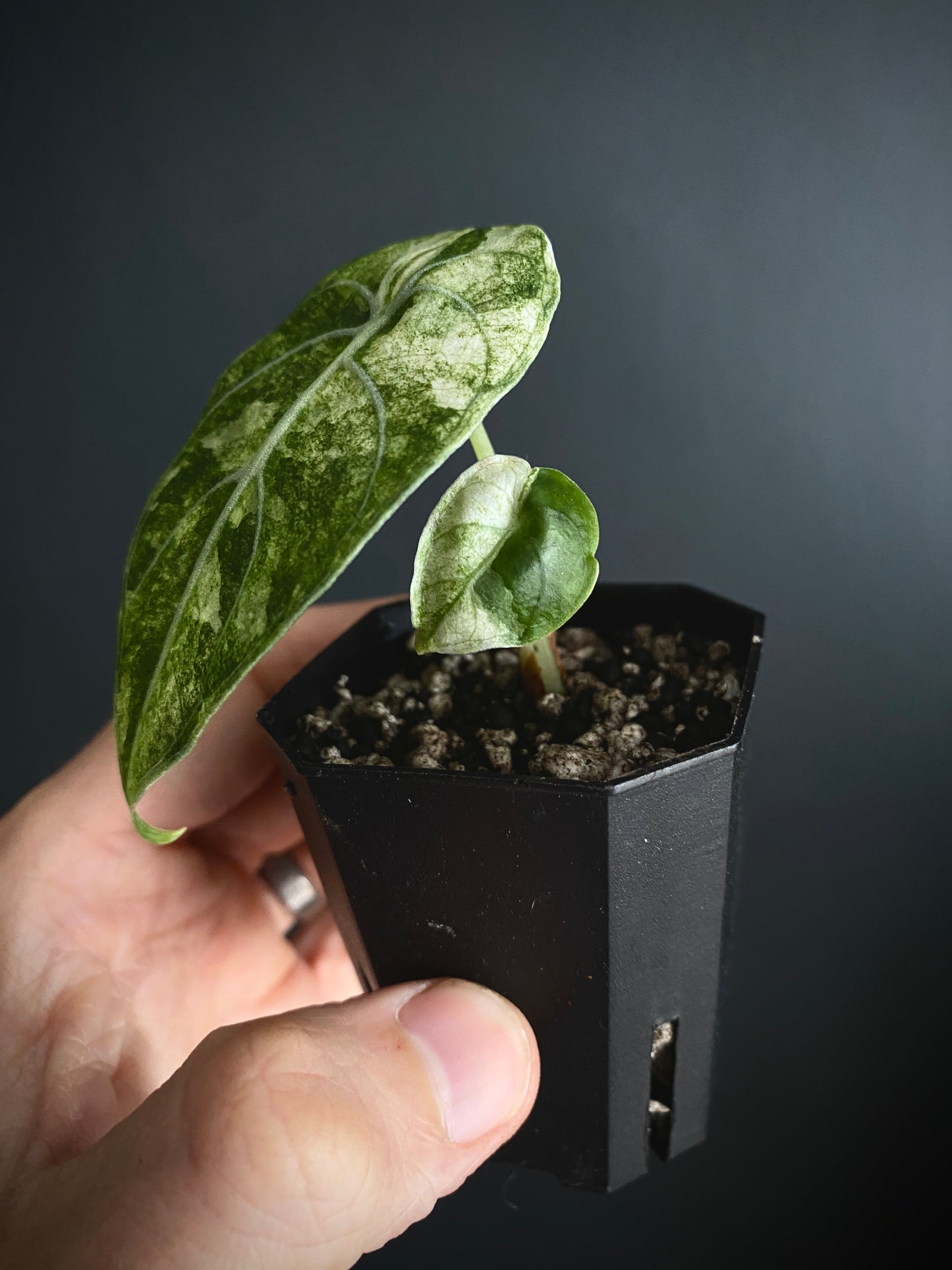 Alocasia Watsoniana doff albo/pink variegated | 5 cm pot [B]