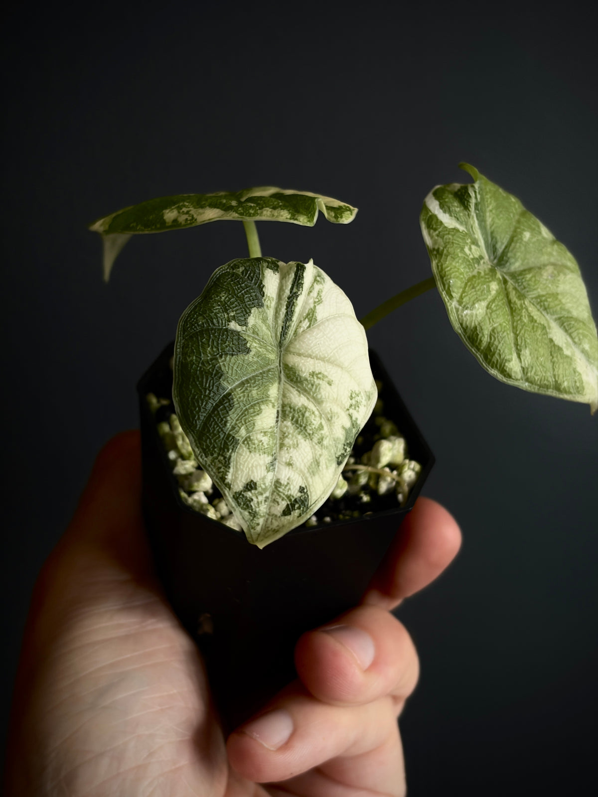 Alocasia Melo Albo variegata | 5 cm pot