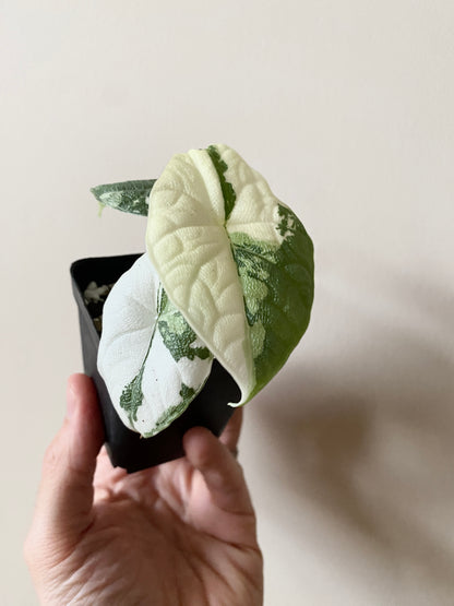 Alocasia Melo Albo variegata | 6 cm pot