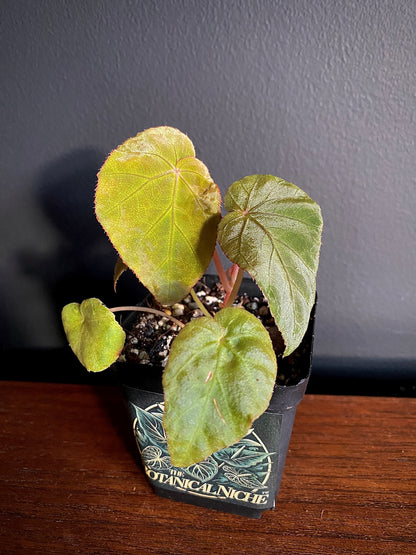 Begonia Pavonina | 6 cm pot [A]