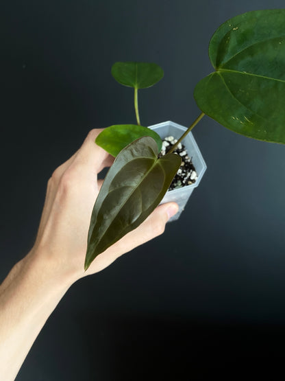 Anthurium Subsignatum (velvety) X Carlablackiae | 7 cm pot [B]
