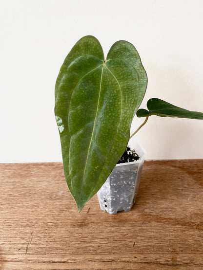 Anthurium Subsignatum (velvety) X Carlablackiae | 7 cm pot