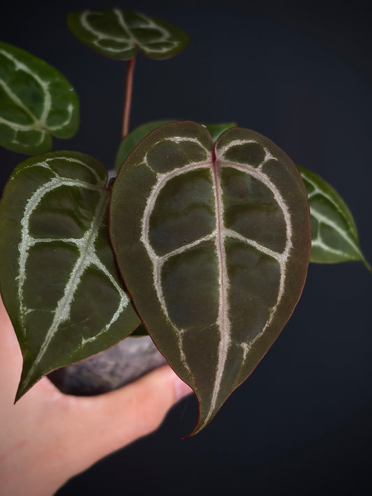 Anthurium Red Crystallinum | 7 cm pot