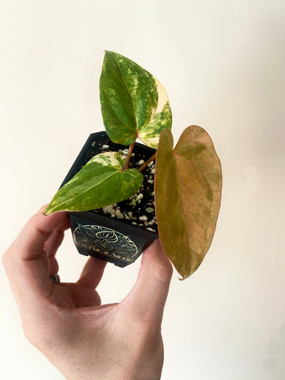 Anthurium Papillilaminum var X (Darkest Panama x X-one) | 7 cm pot [super-select]