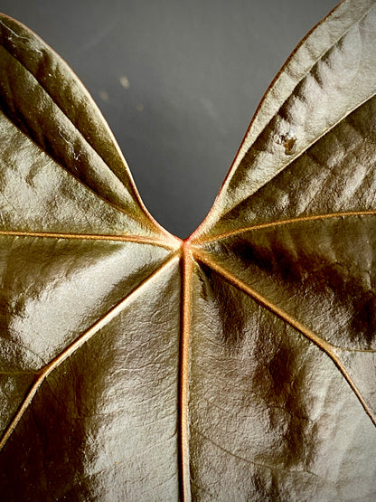 Anthurium Queen of Hearts | 12 cm pot (A)