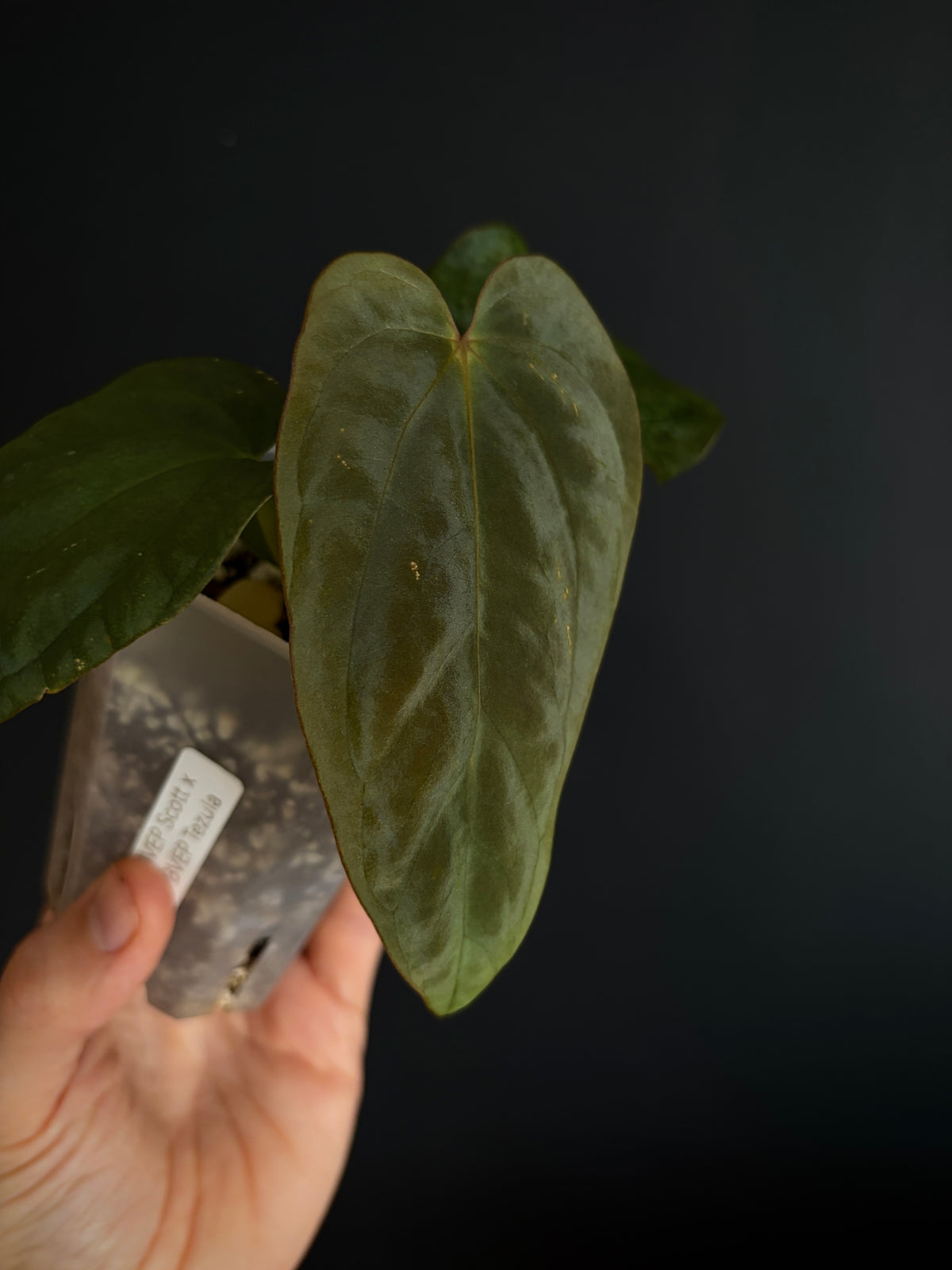 Anthurium Antolakii/BVEP (Scott x Tezula) | 7 cm pot