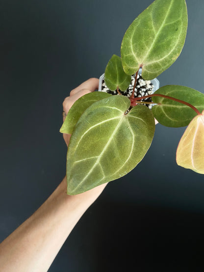 Anthurium Papillilaminum var A88 X AOS SKG (mint variegated) | 7 cm pot