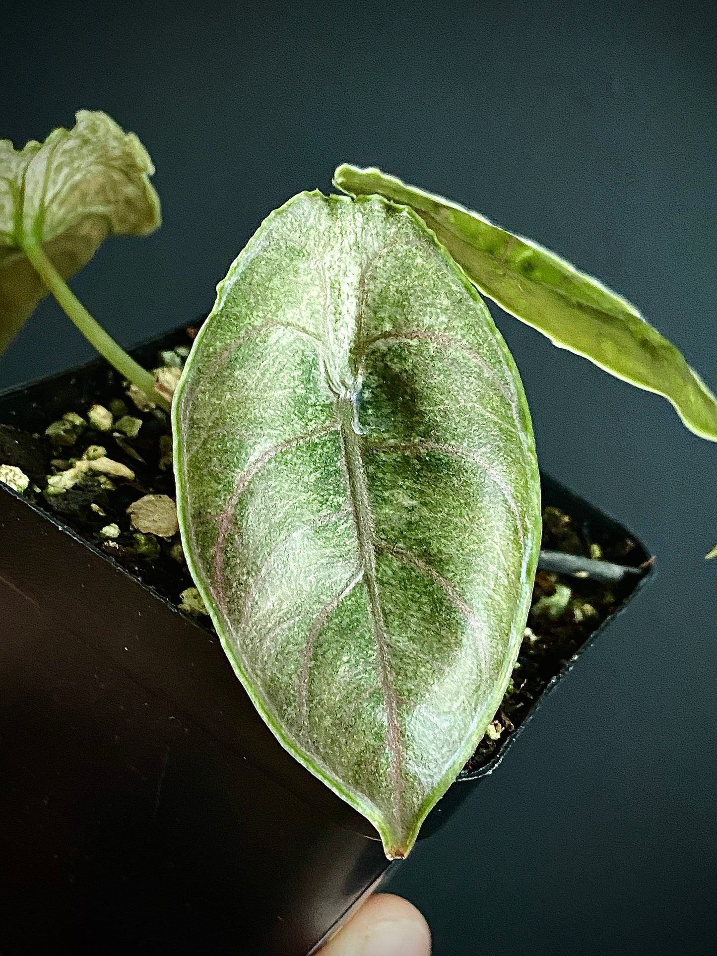 Alocasia Azlanii Mint Variegated | 7 cm pot