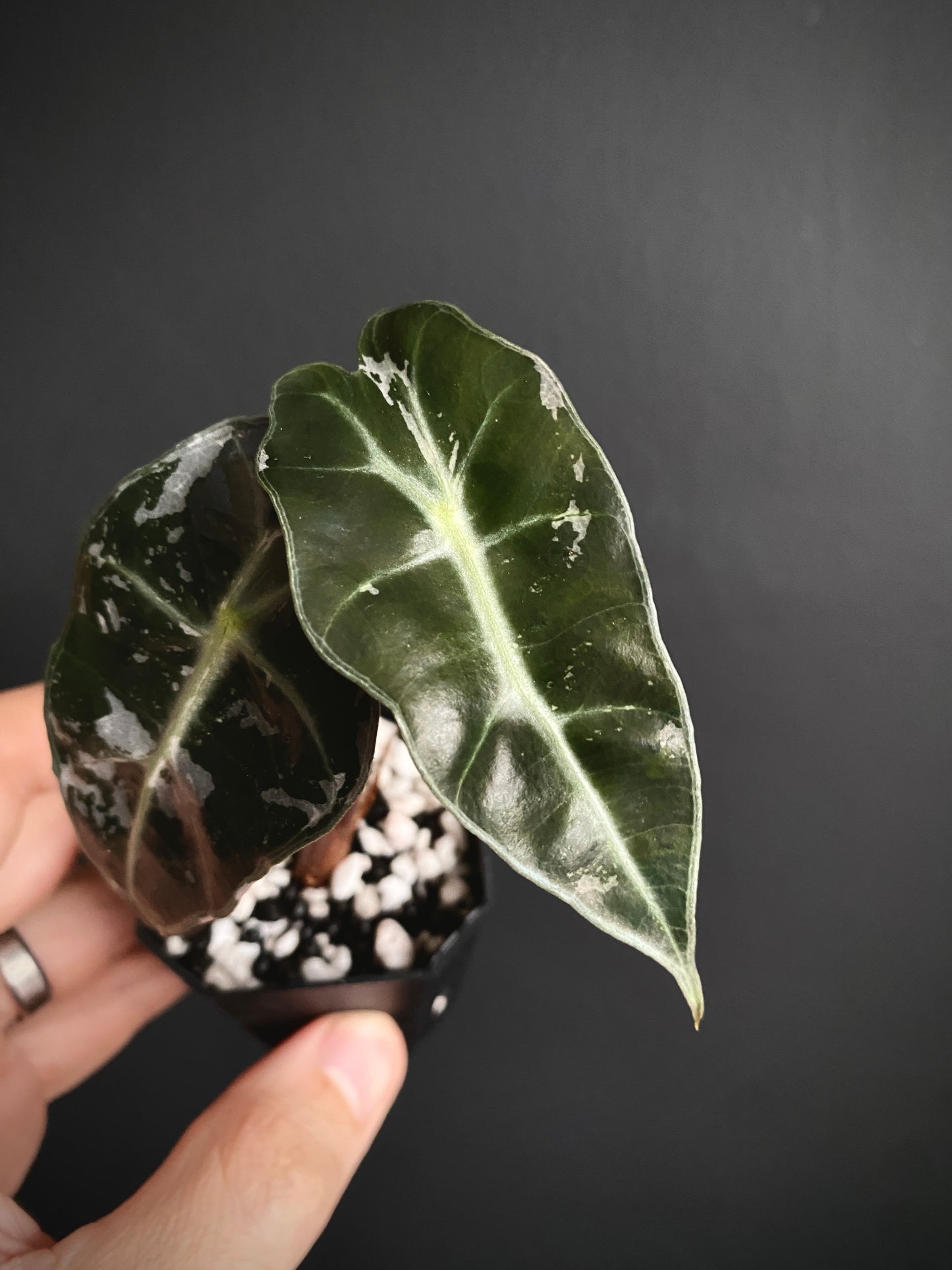 Alocasia Polly Pink variegated | 5 cm pot [A]