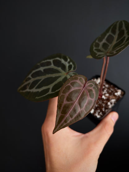 Anthurium DB Michelle | 7 cm pot