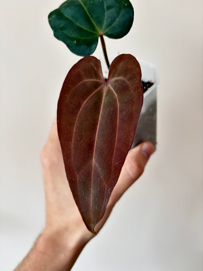 Anthurium (DressCarla x BVEP) X (Carlablackiae x Papillilaminum) | 7 cm pot [A]