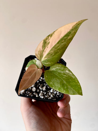 Anthurium Ace of Spaces var X Portillae clone | 7 cm pot [clone A]