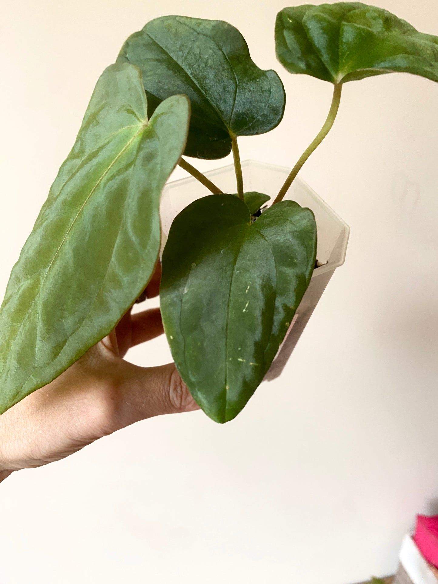Anthurium Antolakii/BVEP (Scott x Tezula) | 7 cm pot