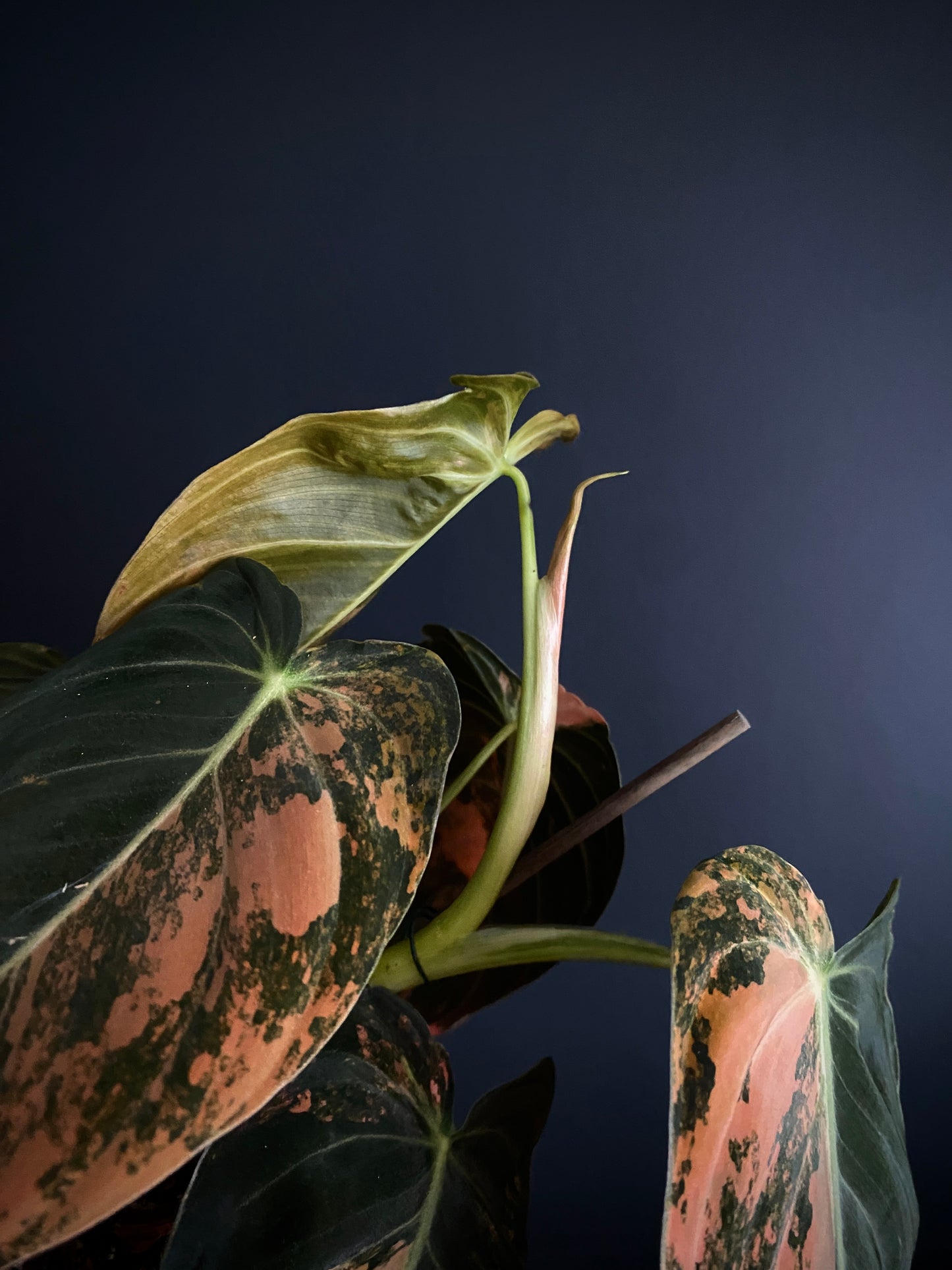 Philodendron Melanochrysum Orange variegata | 12 cm pot [A]