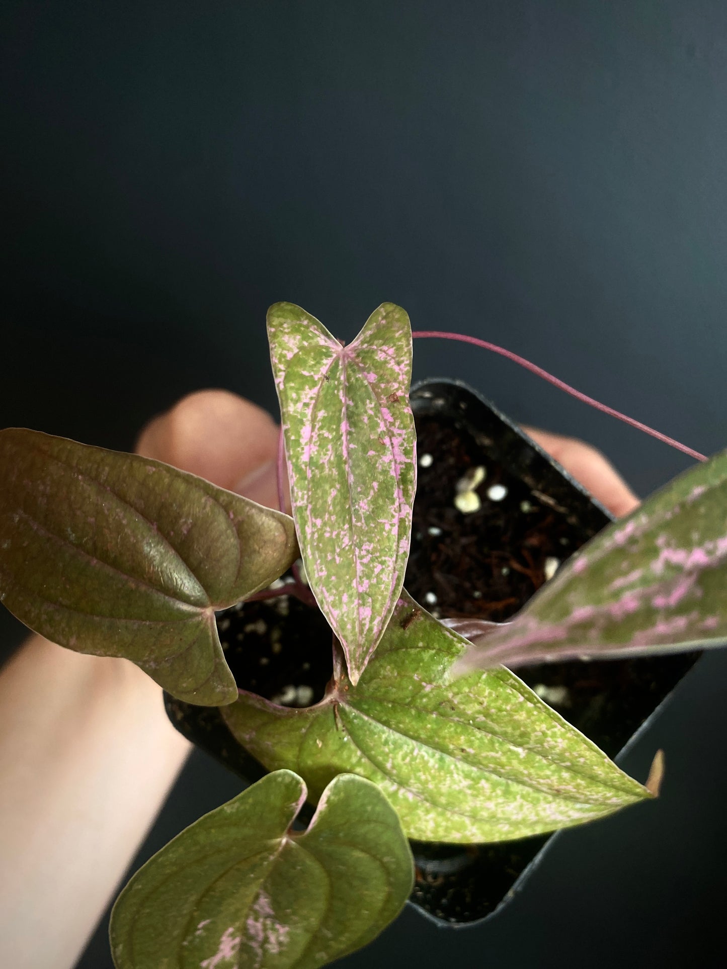 Dioscorea Pixel Pink variegated | 7 cm pot