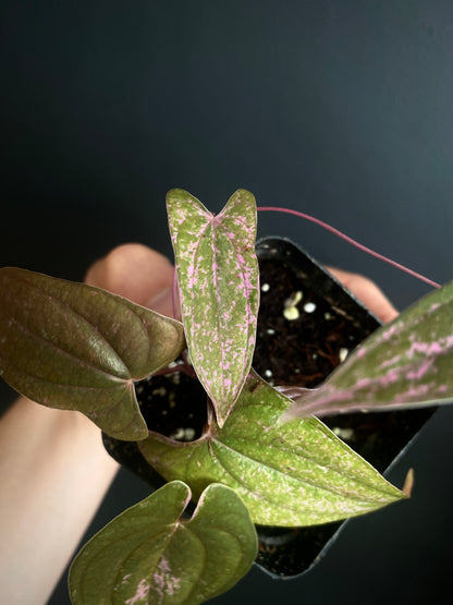Dioscorea Pixel Pink variegated | 7 cm pot