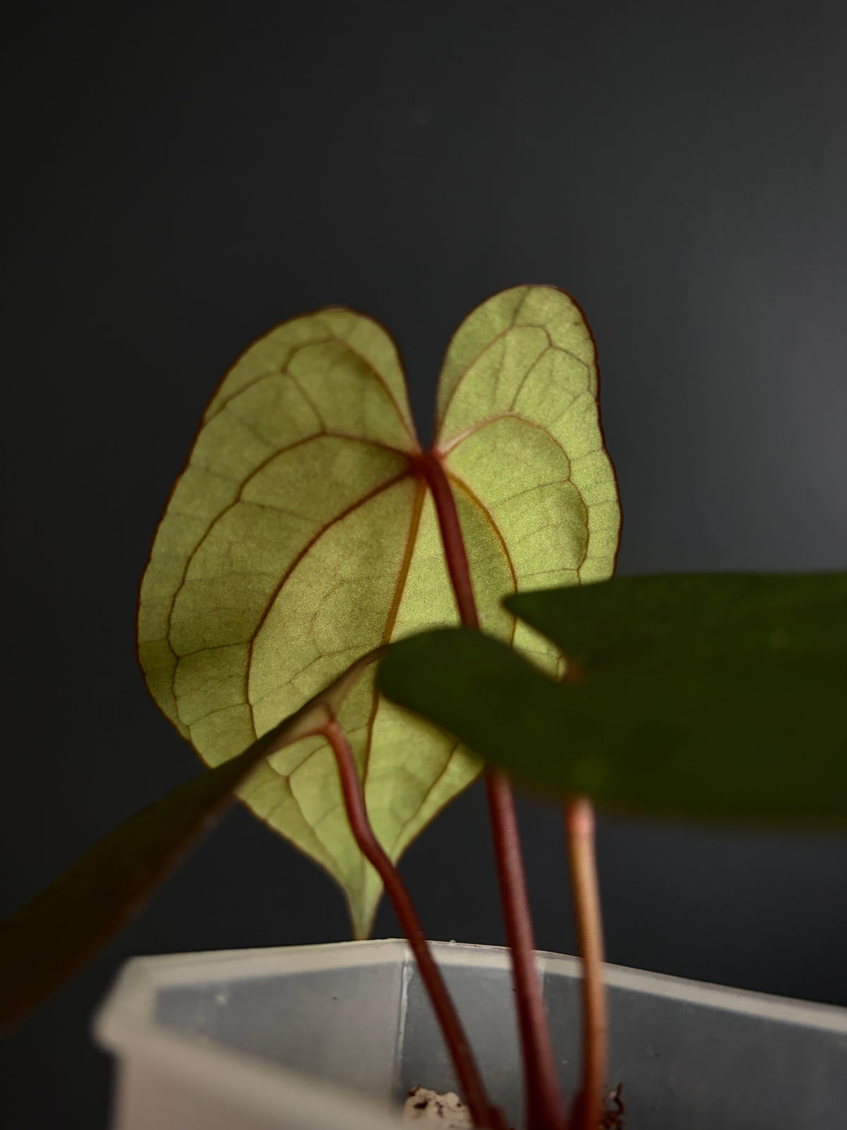 Anthurium Red Vein Dark Phoenix | 7 cm pot [A]